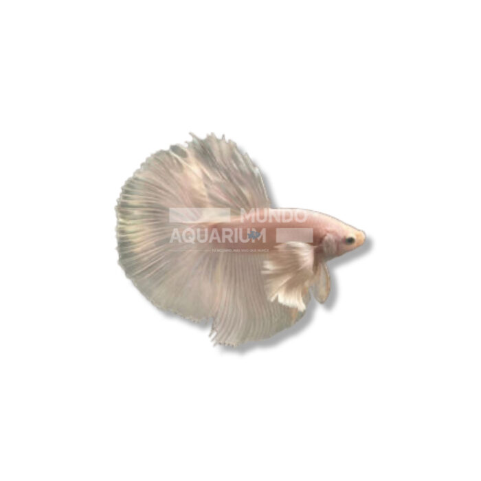 BETTA SPLENDENS (DUMBO BLANCO)