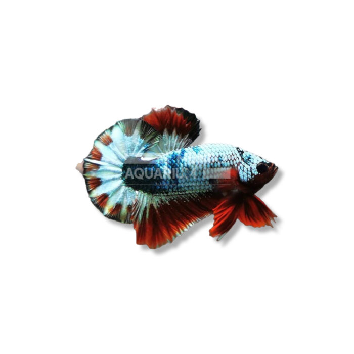 BETTA SPLENDENS (FANCY)