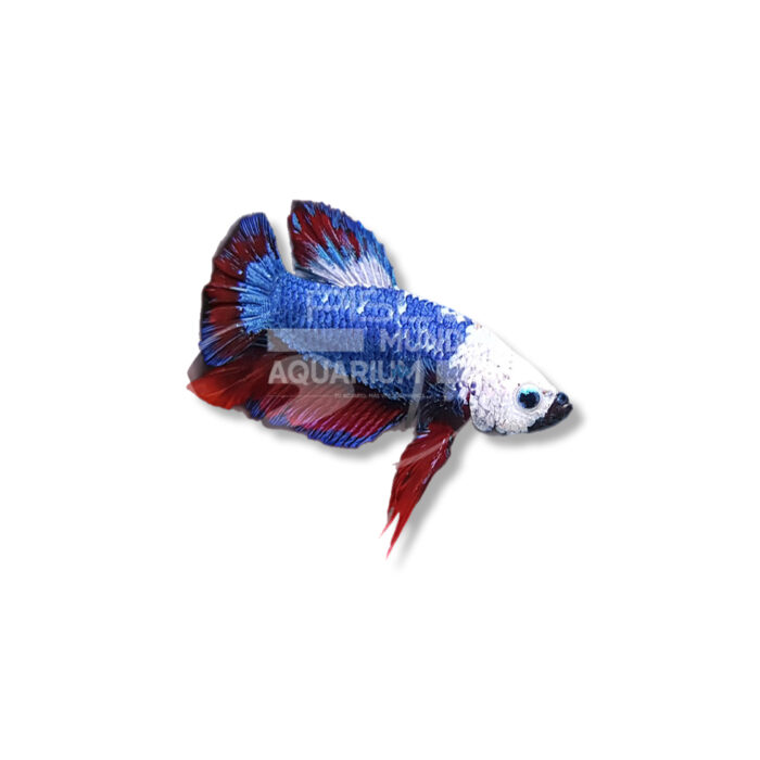 BETTA SPLENDENS (PLAKAT)