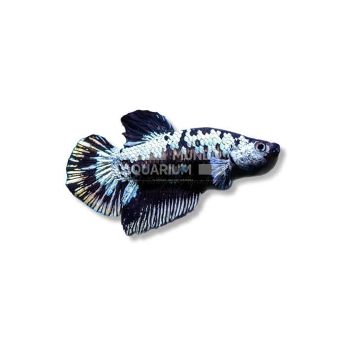 BETTA SPLENDENS (SAMURAI)
