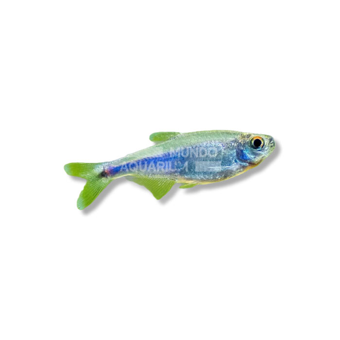 HYPHESSOBRYCON ARGENTEUS (TETRA AZUL 3 CM)