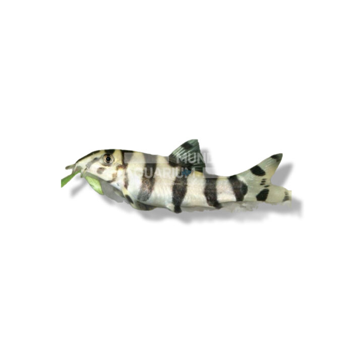 BOTIA HISTRIONICA 4CM