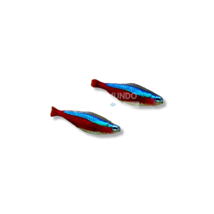 CHEIRODON AXELRODI (2 CM)
