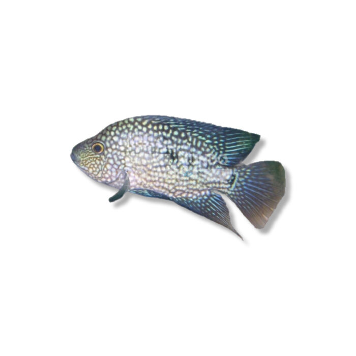 CICHLASOMA CARPINTIS (5-6 CM)