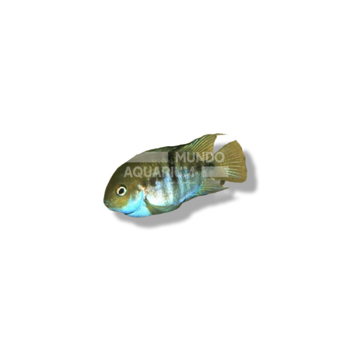 CICHLASOMA SAJICA