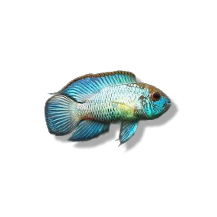 CÍCLIDO ACARA NEON AZUL 3 CM