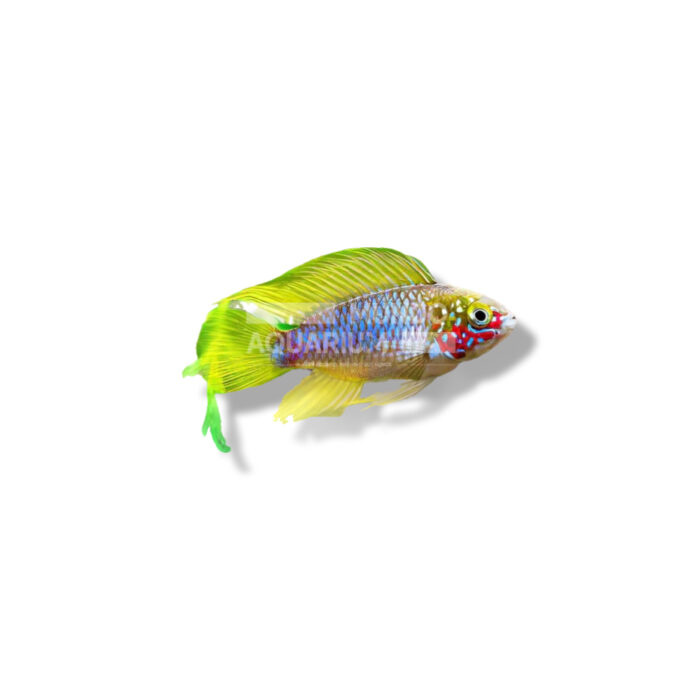 CÍCLIDO APISTOGRAMMA BORELII