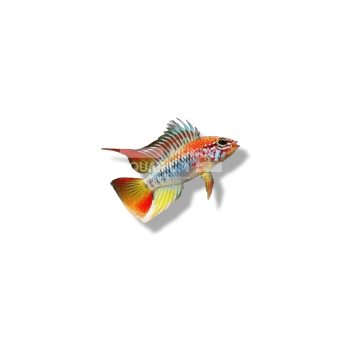 CÍCLIDO APISTOGRAMMA VIEJITA