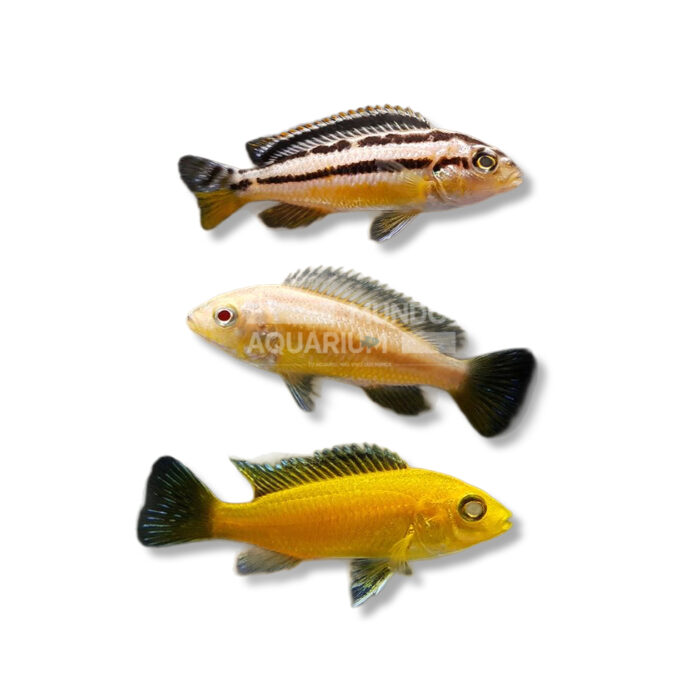 CÍCLIDO MALAWI SURTIDO (4-6 CM)