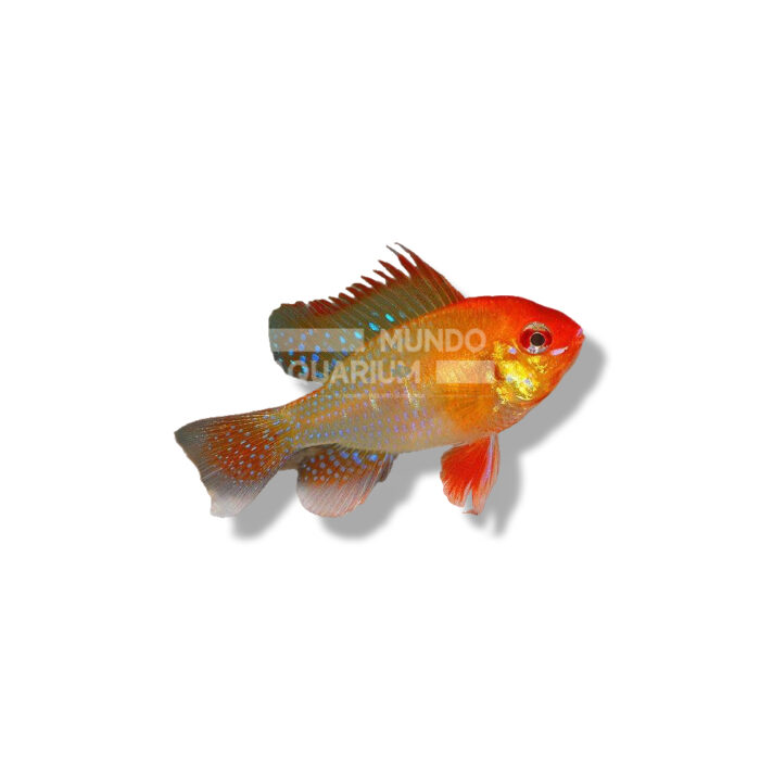 CÍCLIDO RAMIREZI GOLD RED HEAD 3-4CM