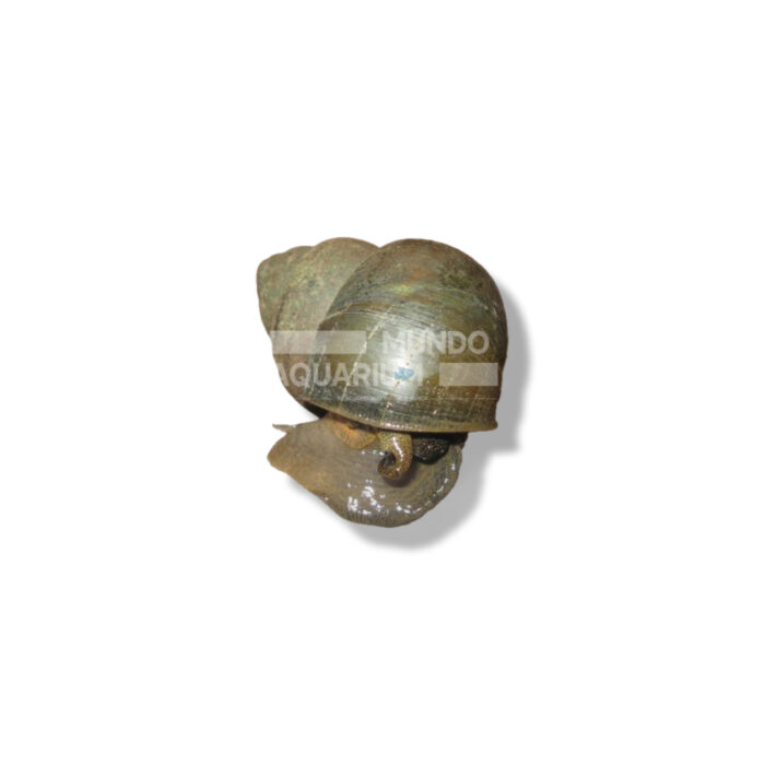 CIPANGOPALUDINA CHINENSIS 2CM