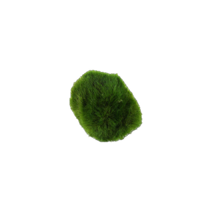 CLADOPHORA 5 CM