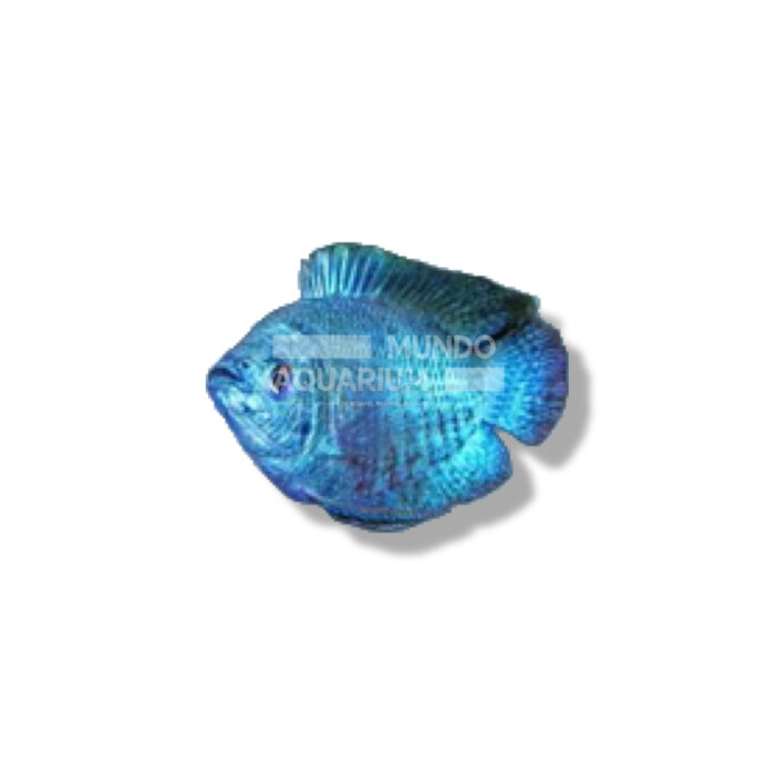 COLISA AZUL COBALTO 4-5CM