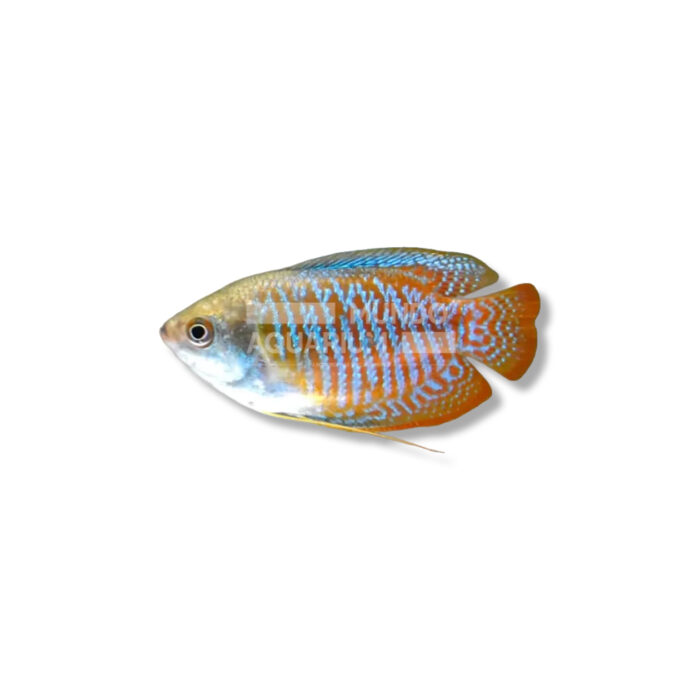 COLISA LALIA TIGER DWARF (3-4 CM)