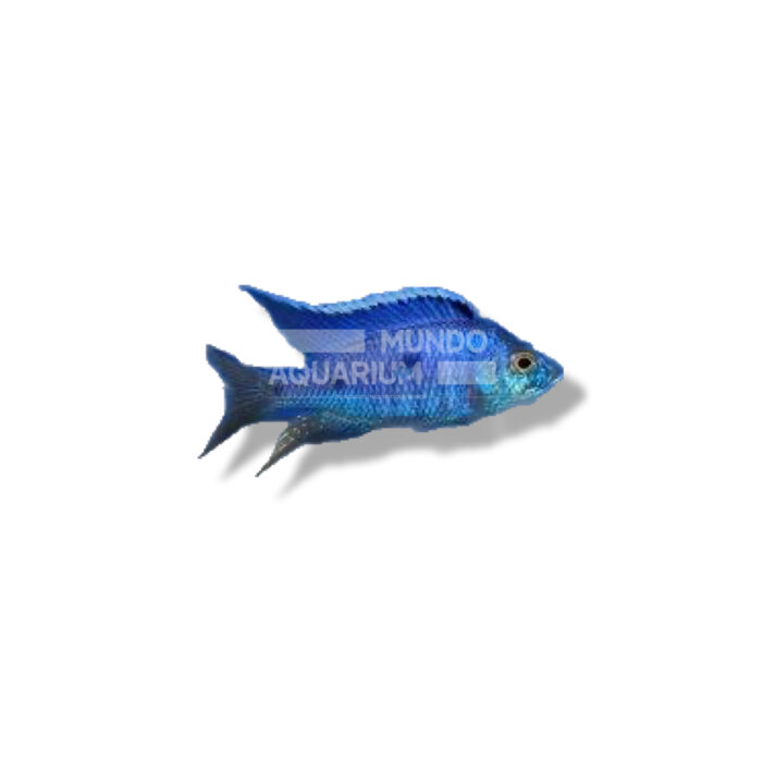 COPADICHROMIS AZUREUS