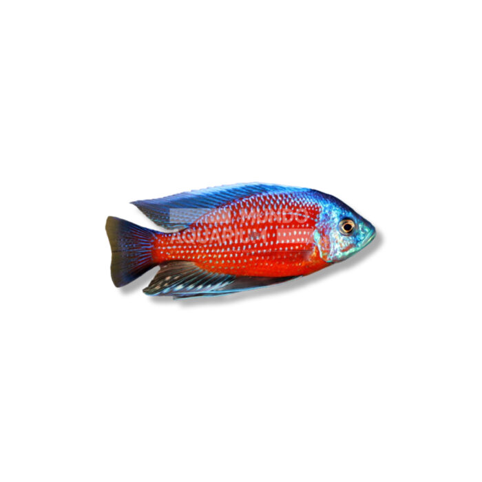 COPADICHROMIS BORLEY (RED FIN 7-9 CM)