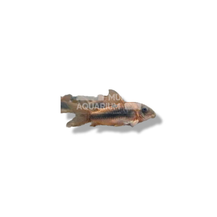 CORYDORA AENEUS