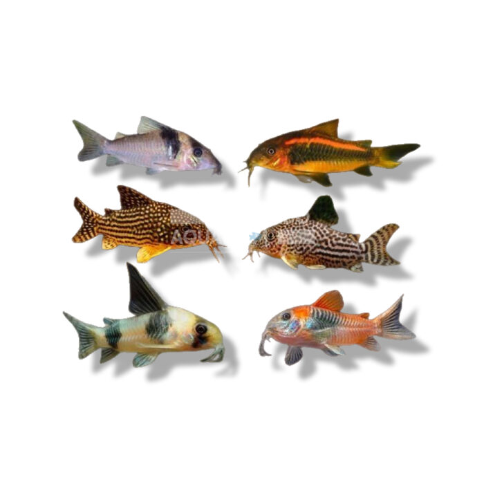 CORYDORAS PALEATUS 2-2,5CM