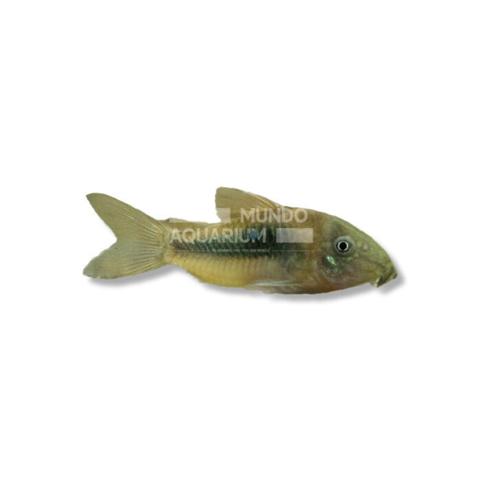 CORYDORAS PALEATUS (BRONCE 2-2,5 CM)
