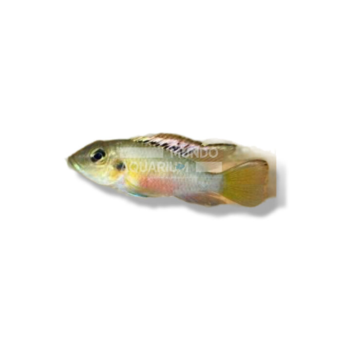 CROMIDOTILAPIA GUENTHERI