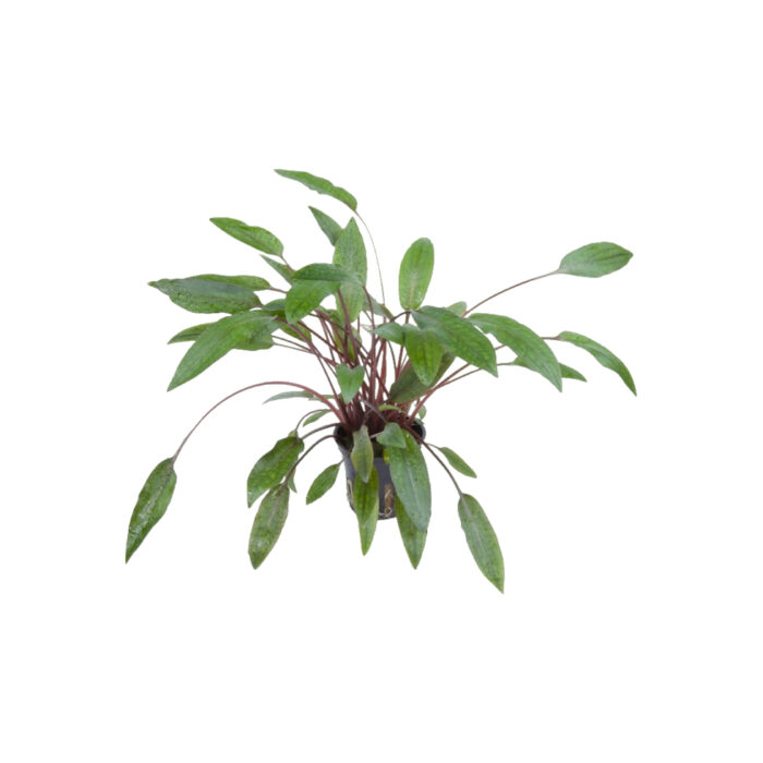 CRYPTOCORYNE BECKETTII PETCHII
