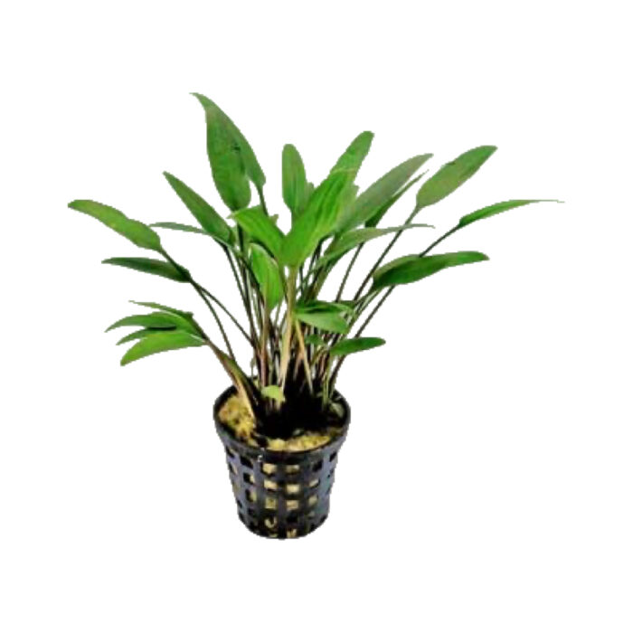 CRYPTOCORYNE BULLOSA
