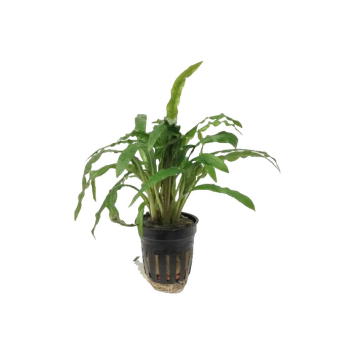 CRYPTOCORYNE COSTATA