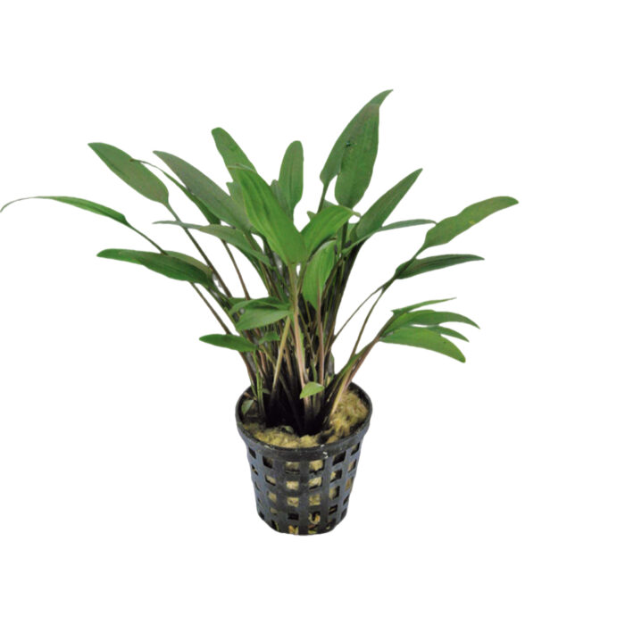 CRYPTOCORYNE NEVELLI