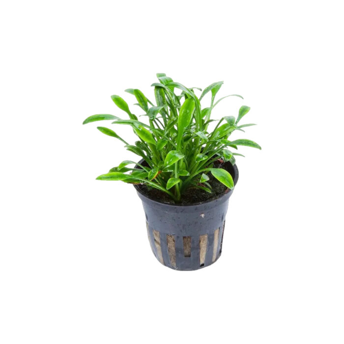 CRYPTOCORYNE PIGMEA