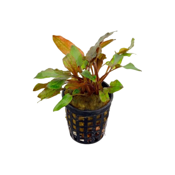 CRYPTOCORYNE RUBELLA