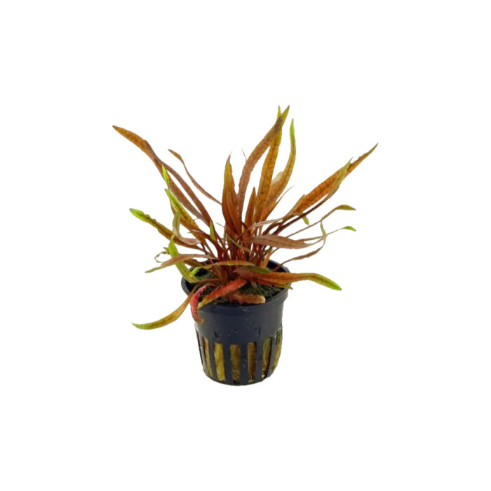CRYPTOCORYNE SPIRALIS