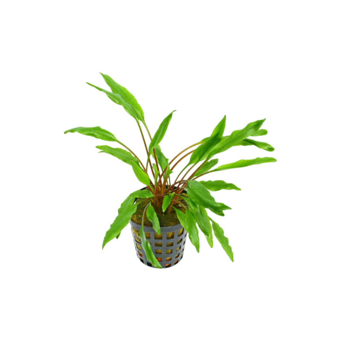 CRYPTOCORYNE UNDULATA