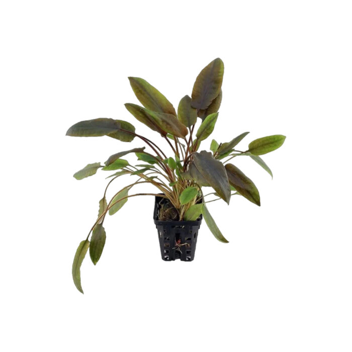 CRYPTOCORYNE WENDTII BROWN