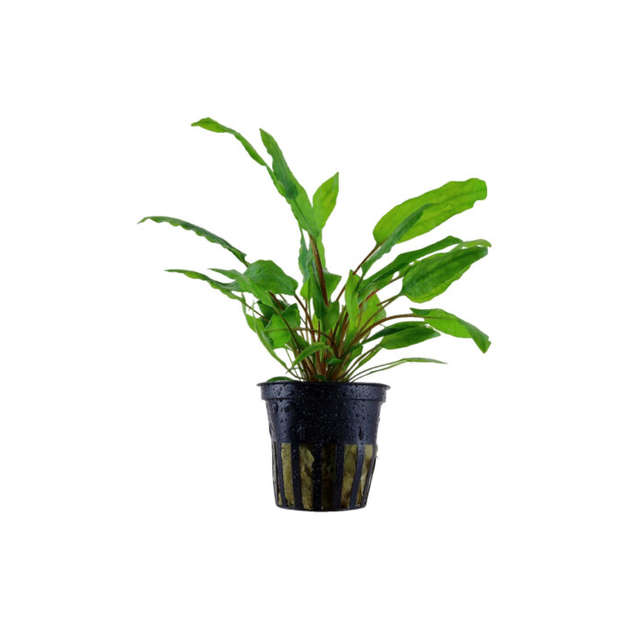 CRYPTOCORYNE WENDTII GREEN
