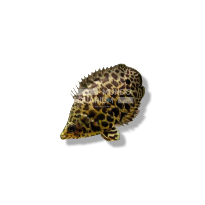 CTENOPOMA ACUTIROSTRE (GOURAMI LEOPAR)