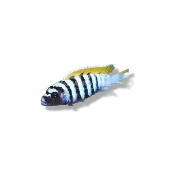 CYNOTILAPIA AFRA YELLOW 4-5CM