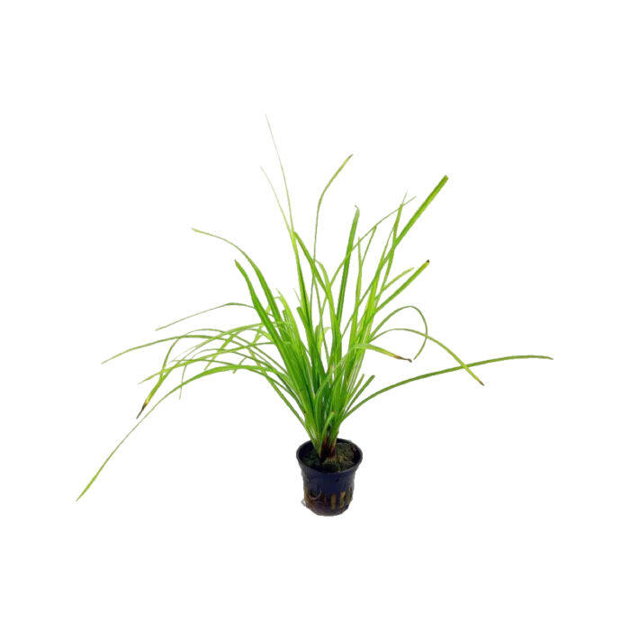 CYPERUS HELFERI