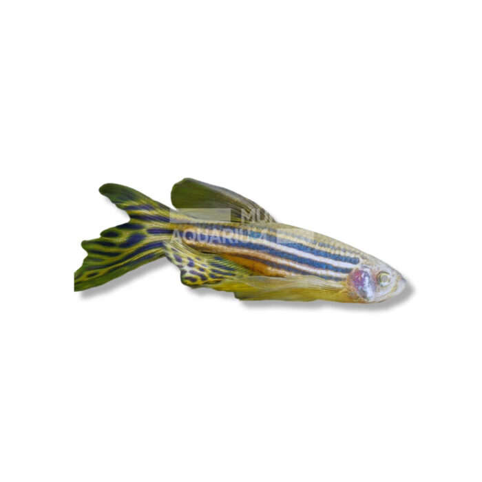 DANIO RERIO (LONG FIN 3-3,5 CM)