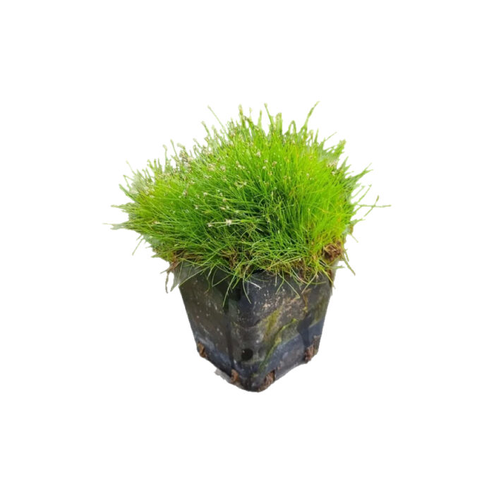 ELEOCHARIS ACICULARIS