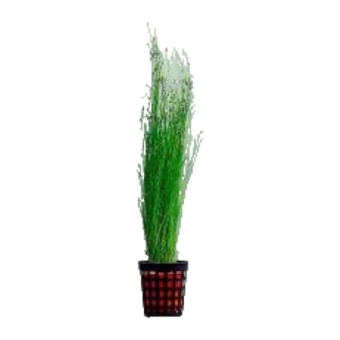 ELEOCHARIS VIVIPARA