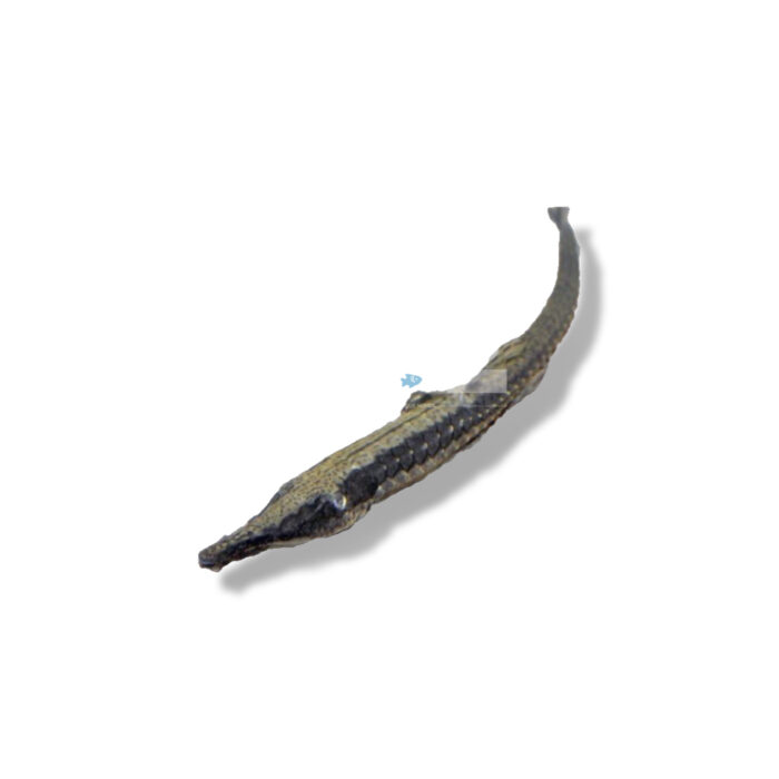FARLOWELLA ACUS