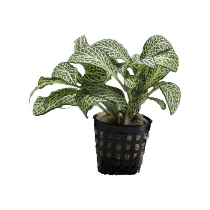FITTONIA ARGYRONEURA WHITE (PALUDARIO)