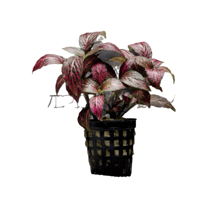 FITTONIA FORREST FLAME (PALUDARIO)