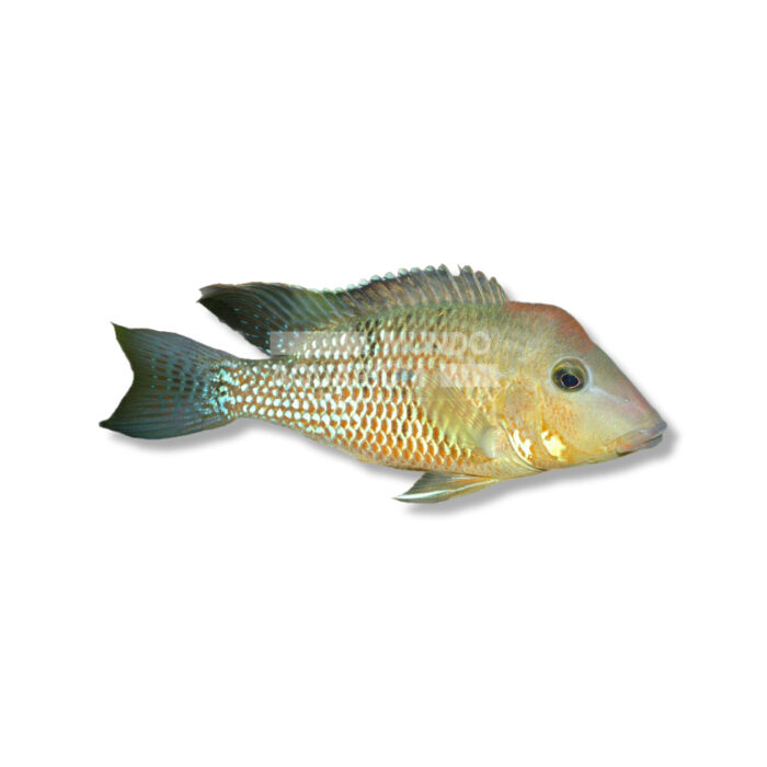 GEOPHAGUS STEINDACHNERI (HONDA 4-5 CM)