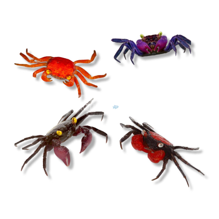 GEOSESARMA SP. (COLOR MIX 4 CM)