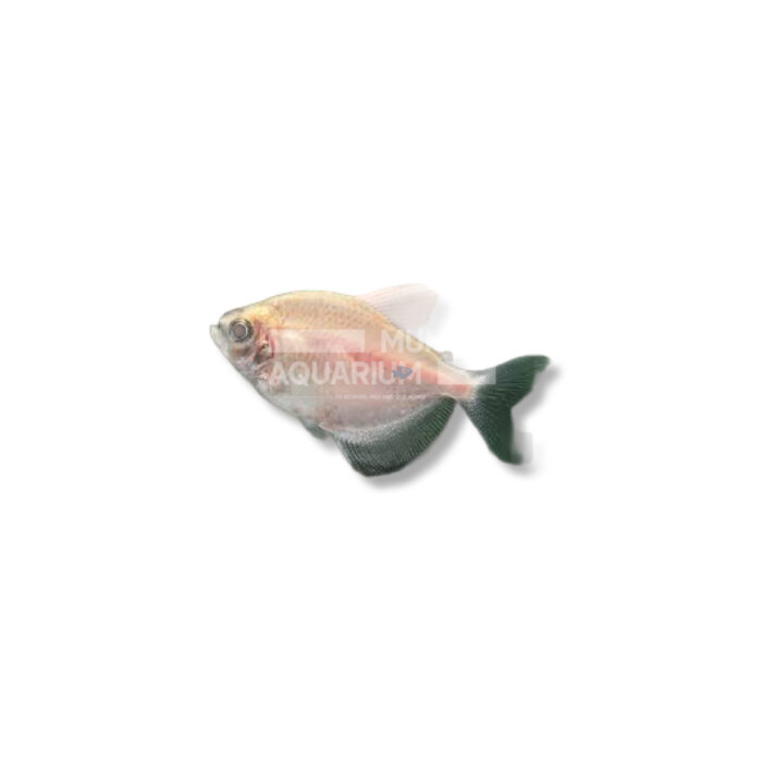 GYMNOCORYMBUS TERNETZI (GOLD 3-4 CM)