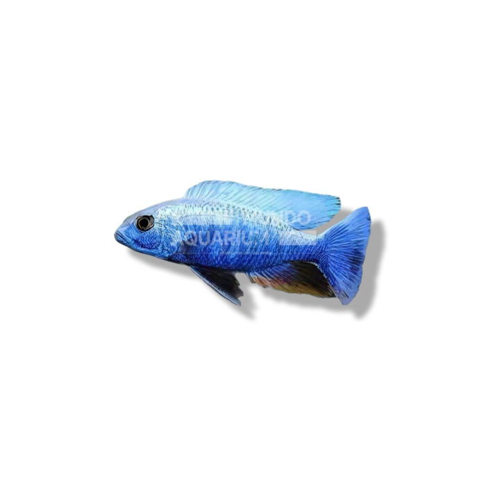 HAPLOCHROMIS AHLI XL