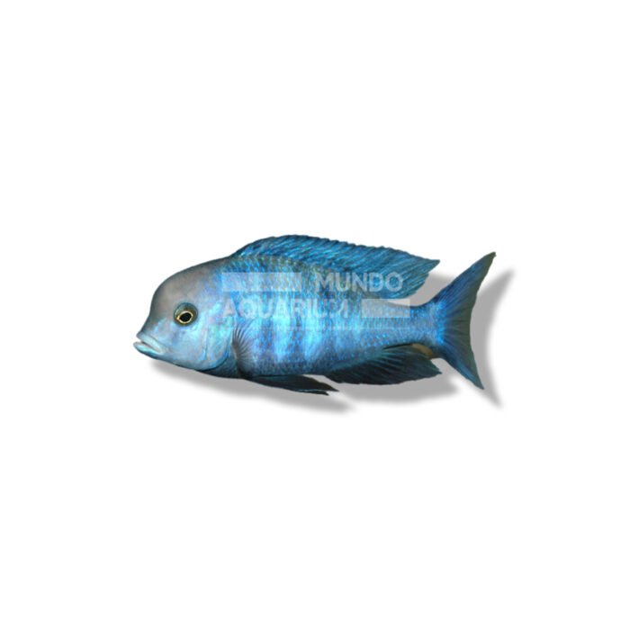 HAPLOCHROMIS MOORII