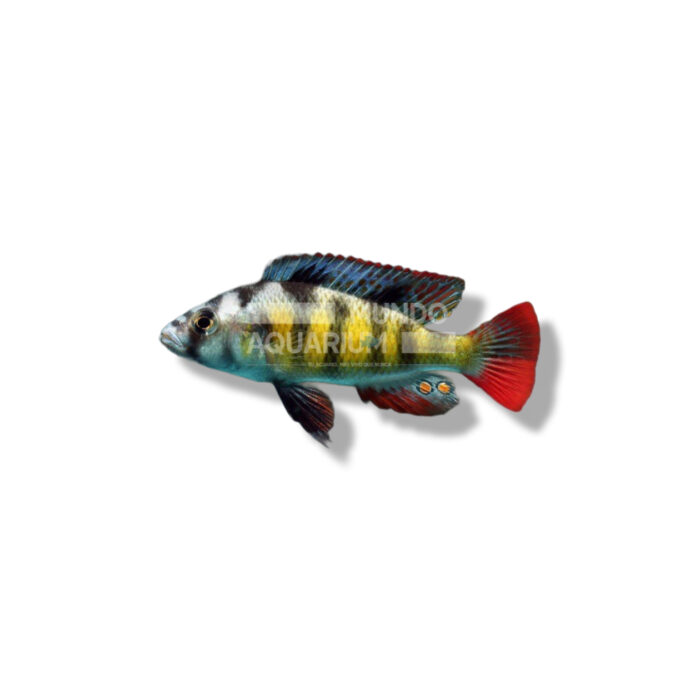 HAPLOCHROMIS OBLIQUIDENS ZEBRA