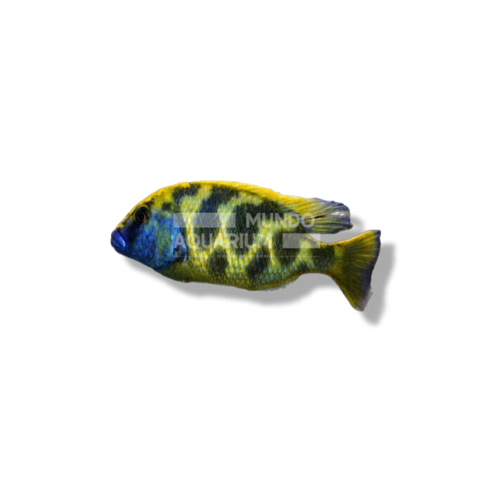HAPLOCHROMIS VENUSTUS 6-7CM